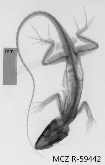 Media type: image;   Herpetology R-59442 Aspect: dorsoventral x-ray